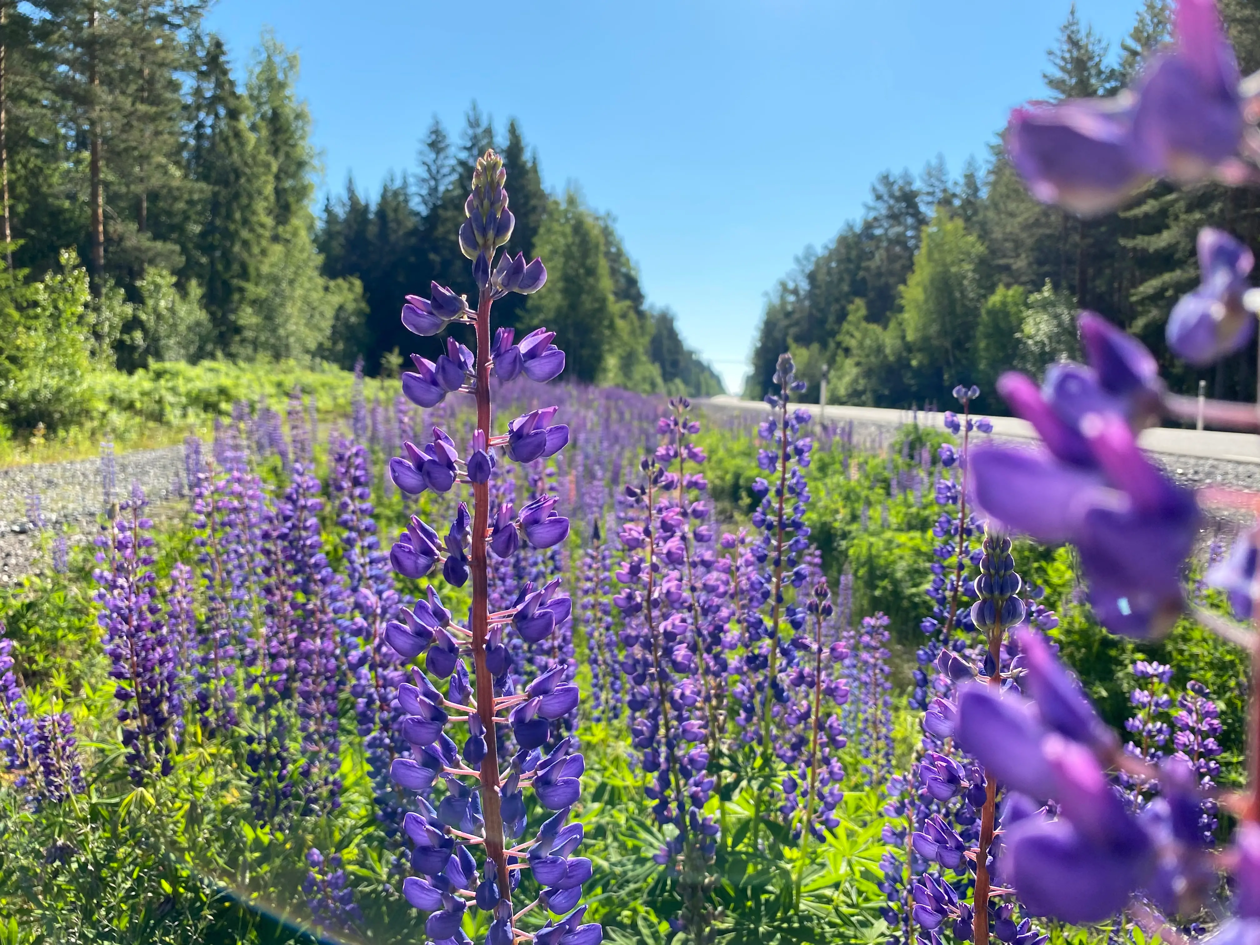 Lila blomsterlupiner som blommar i bredvid en väg. I bakgrunden skog och en klarblå himmel