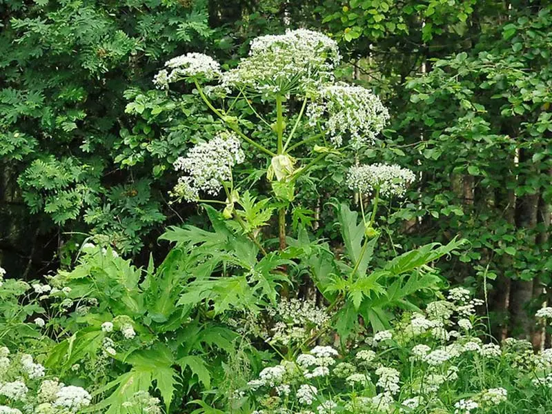 Jätteloka som blommar med vita blommor