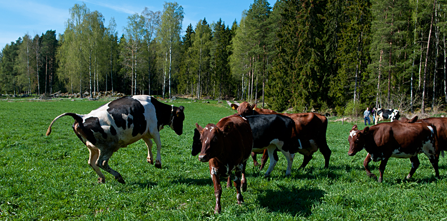 Kor utomhus som skuttar i hage